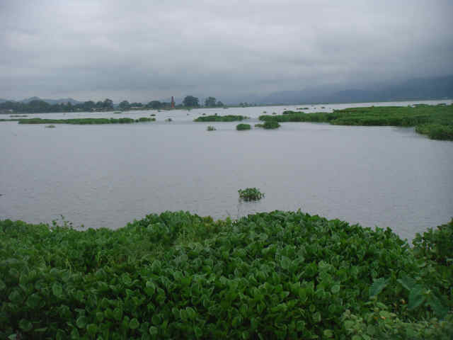 Water Hyacinth